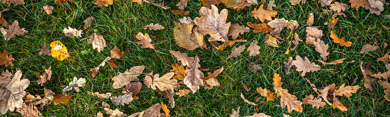 Fallen autumn leaves on the ground. Background, texture of fall colored leaves, panoramic banner. Seasonal landscape. Yellow foliage on green grass 