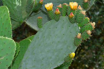 Beautiful Prickly Pear Flowers, Nature