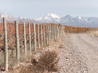 Viñedo en otoño