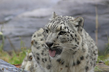 Frontal Portrait of Snow Leopard in Snow