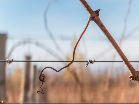 Zarcillos en oto&ntilde;o