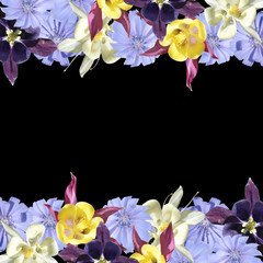 Beautiful floral background of aquilegia and chicory. Isolated