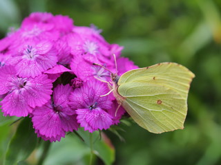 A butterfly with yellow wings collects nectar from flowers. Red Turkish carnations.