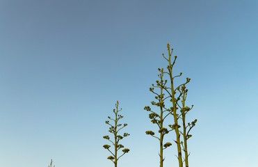 Close-up of Agave Americana Plants in Bloom, Sentry Plant