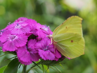 A butterfly with yellow wings collects nectar from flowers. Red Turkish carnations.
