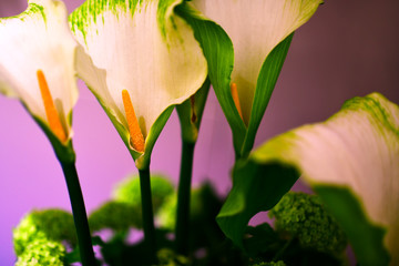 White calla lilly flowers on purple background