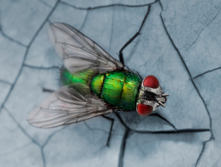 Green fly macro photo
