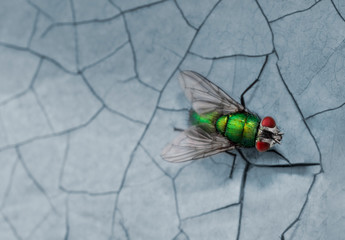Green fly macro photo