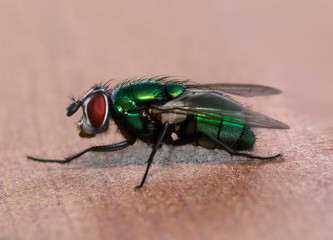 Green fly macro photo