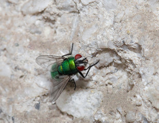 Green fly macro photo