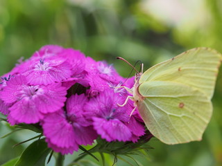 A butterfly with yellow wings collects nectar from flowers. Red Turkish carnations.