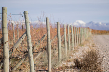 Obraz premium Viñedo en otoño