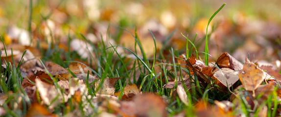 Fallen autumn leaves on the ground. Background, texture of fall colored leaves, panoramic banner. Seasonal landscape. Yellow foliage on green grass 