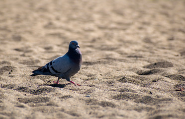 fearless pigeon busily walks along the sandy beach in the summer.