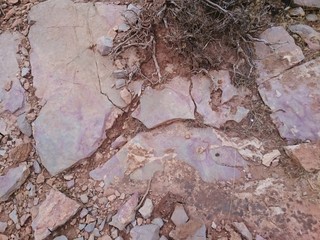 Pseudo fossile de poisson ?