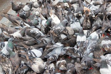 Pigeons eat bread on the floor in-park Bangkok Thailand concept Avian Influenza