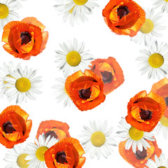 Beautiful floral background of poppy and chamomile. Isolated