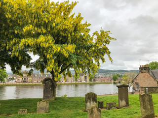Golden Chain Tree in Graveyard in Inverness