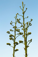 Close-up of Agave Americana Plants in Bloom, Sentry Plant
