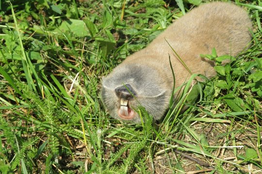 Spalax Mole Rat On Grass