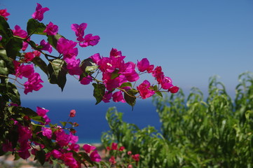 bougainvillea mit Aussicht