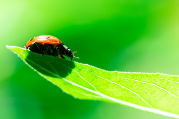 Ladybug walks down on a leaf, Coccinellidae, Arthropoda, Coleoptera, Cucujiformia, Polyphaga