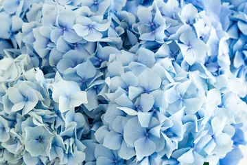 Foto auf Acrylglas background blooming hydrangea closeup top view © Михаил Кузнецов