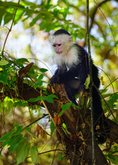 A white-headed capuchin monkey (cebus capucinus) on a tree  in Peninsula Papagayo, Guanacaste, Costa Rica