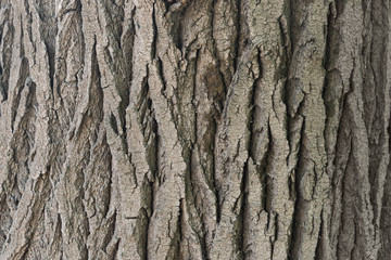 the texture of the bark of a Linden closeup of the trunk of an old tree