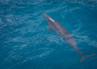 Obraz premium dolphins in the sea