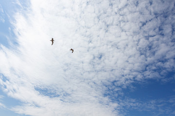 clouds in the sky