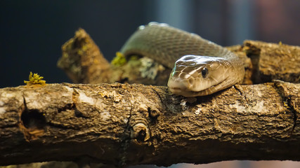Schlange im Zoo, giftig, gestochen scharf, Baustamm, Reptil