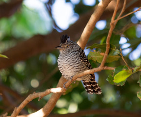 Aves