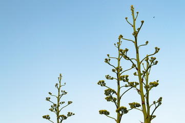 Close-up of Agave Americana Plants in Bloom, Sentry Plant