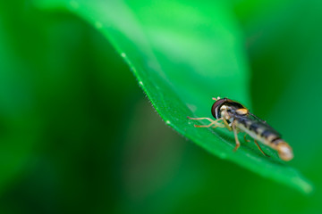Hoverflies is just resting on top of a leaf, Syrphidae