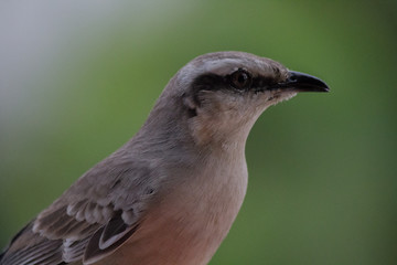 Aves