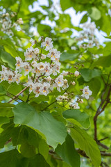 Blüten von Catalpa bignonioides Trompetenbaum