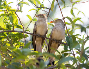 Aves