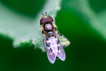 Hoverflies is just resting on top of a leaf, Syrphidae