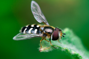 Hoverflies is just resting on top of a leaf, Syrphidae