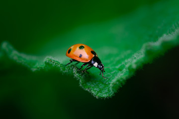 Naklejka premium Ladybug walks on the edge of a leaf, Coccinellidae, Arthropoda, Coleoptera, Cucujiformia, Polyphaga