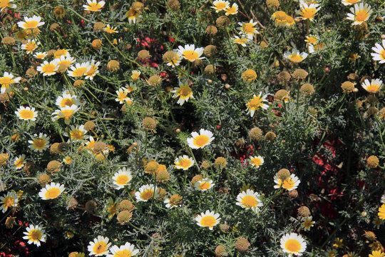 fleurs de camomille