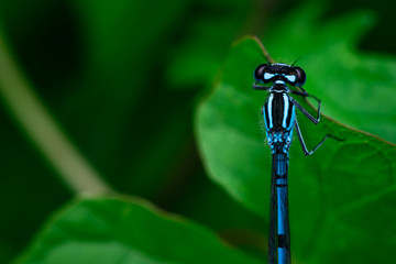 Damselfly resting on a leaf,