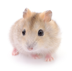 Small domestic hamster.