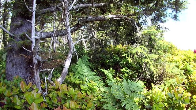 I love walking through the forest like this. My imagination creates a scenery of hobbits and all sorts of things. Villages inside the tree stump or amongst the foliage in their little cottages.