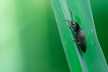 Darkling beetle walks up on a leaf