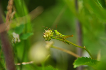 Fototapeta premium Green grasshopper sitting on grass stem