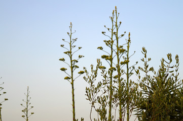 Close-up of Agave Americana Plants in Bloom, Sentry Plant