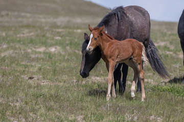 Fototapeta na wymiar Wild horse Mare and Foal in Utah in Spring