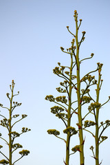 Close-up of Agave Americana Plants in Bloom, Sentry Plant